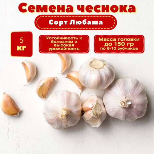 Чеснок 5кг